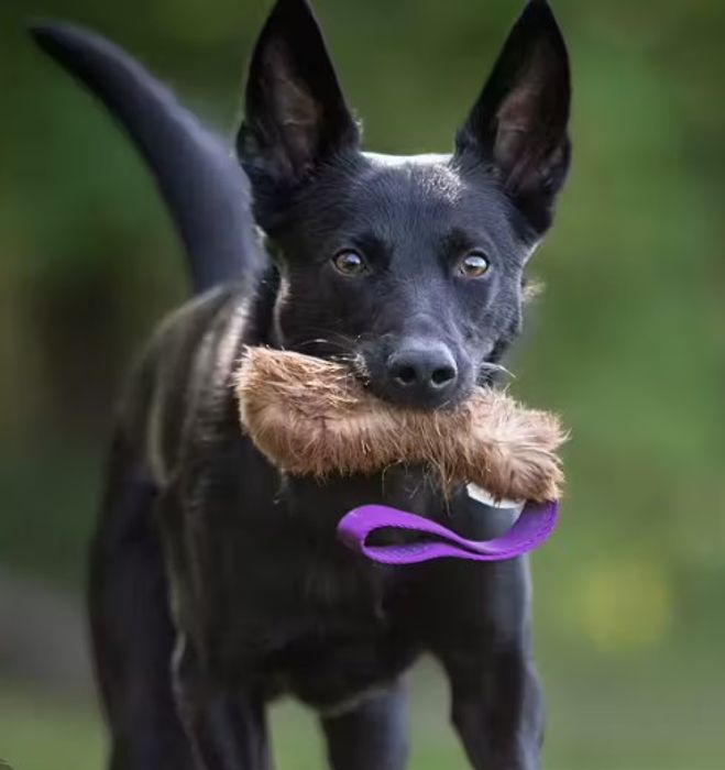 Doggie-Zen Kaninpels med håndtak, lommeformat