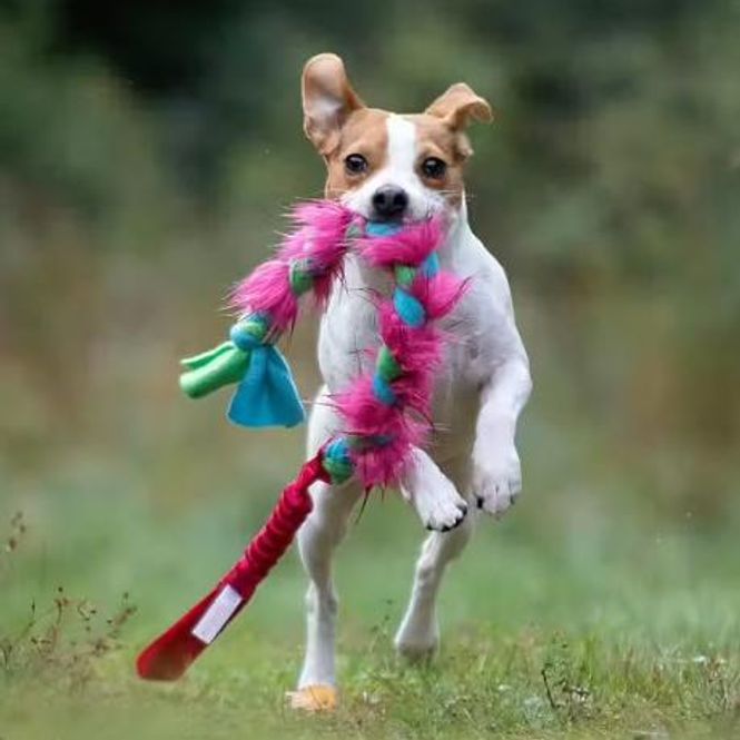Hovedbilde Doggie-Zen Elastisk aktivitetsleke i fleece og ...