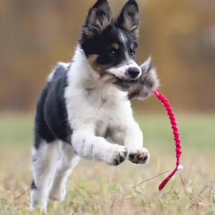 Doggie-Zen Vaskebjørnhale med elastisk håndtak