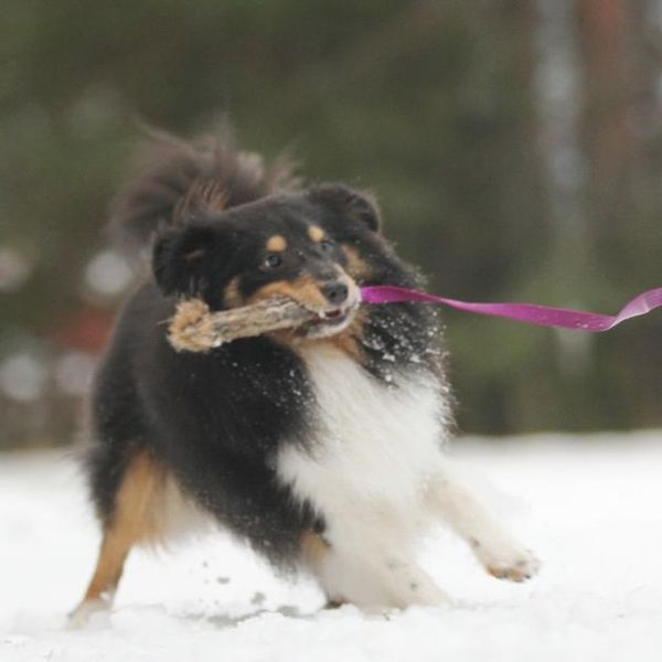 Hovedbilde Doggie-Zen Kaninpels med håndtak