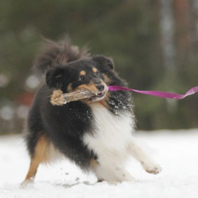 Hovedbilde Doggie-Zen Kaninpels med håndtak